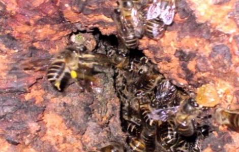 野蜜蜂怎么养 防止蜜蜂逃跑