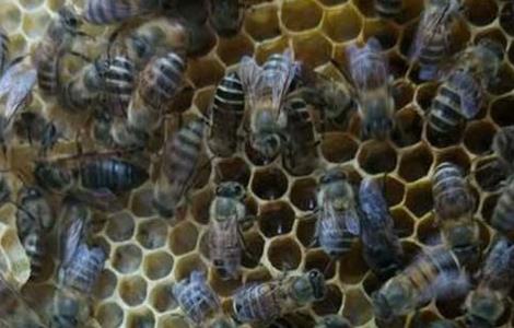 工蜂产卵会导致灭群吗 工蜂产卵可以合群吗