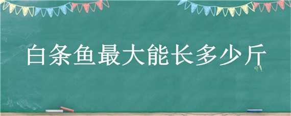 白条鱼最大能长多少斤 白条鱼最大能长多少斤体重