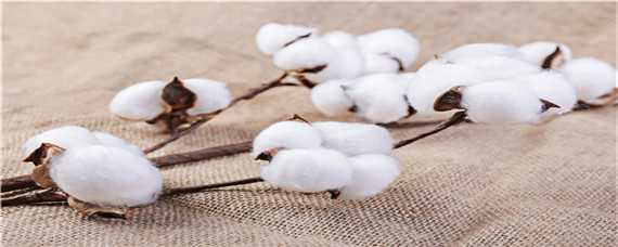新疆种植棉花的优势条件是什么 新疆棉花生长的优势条件