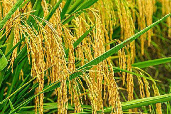 水稻的收获是在什么节气前后（水稻播种和收获的节气）