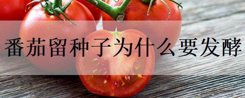 番茄留种子为什么要发酵 番茄留种子为什么要发酵粉