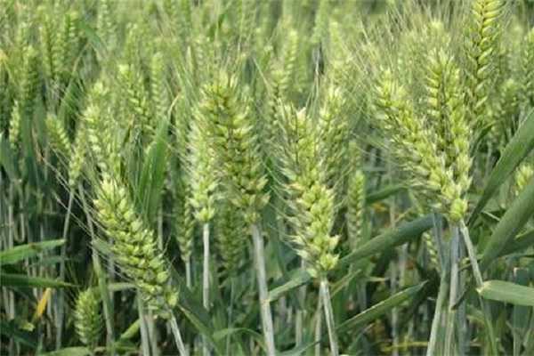 大麦是什么粮食，与小麦有什么区别 大麦属于粮食吗
