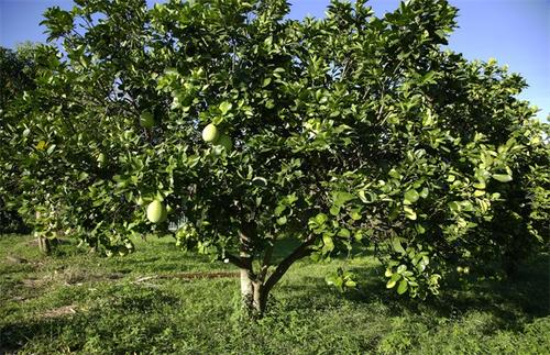 柚子树怎么施肥 柚子树怎么施肥最好
