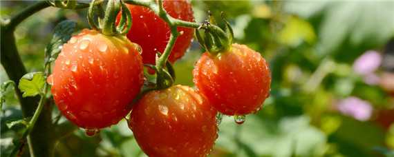 西红柿上什么肥膨果快 西红柿果实膨大期施肥