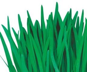 最先进的韭菜种植方法（最先进的韭菜种植方法是什么）