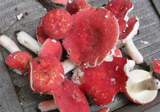 红菇和毒红菇的区别 红菇和毒蘑菇的区别