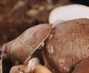 鲜香菇如何保存 鲜香菇如何保存不发黑
