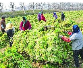 雪里红的腌制方法步骤 雪里红的腌制方腌制方法