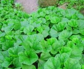 冬寒菜的功效与作用（糯米冬寒菜的功效与作用）