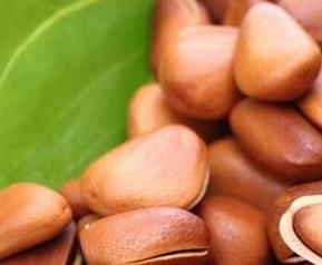 松仁的功效与作用（松仁的功效与作用健脑）