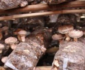 如何用大棚种植香菇 如何用大棚种植香菇视频