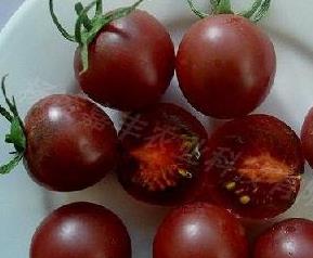 春茬番茄花果期管理 秋茬西红柿膨果期管理