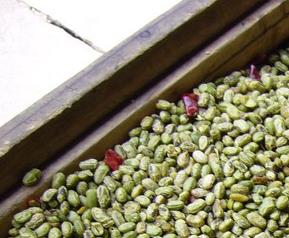 青豆营养价值和食疗作用 青豆有营养吗?