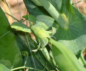 豌豆的栽培要点 豌豆的栽培要点是什么