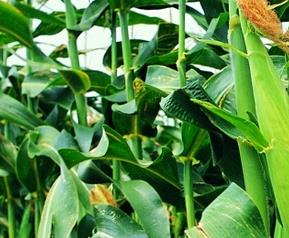 甜玉米种植时间（甜玉米种植时间和温度）