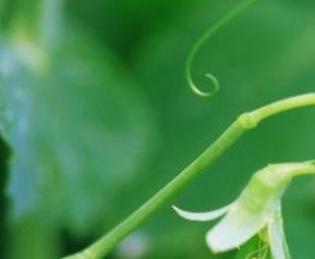 豌豆美容作用和食疗作用 豌豆美容作用和食疗作用是什么