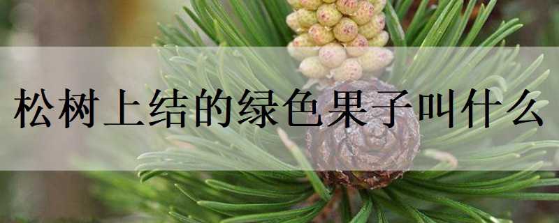 松树上结的绿色果子叫什么（树上结松果的树叫什么）