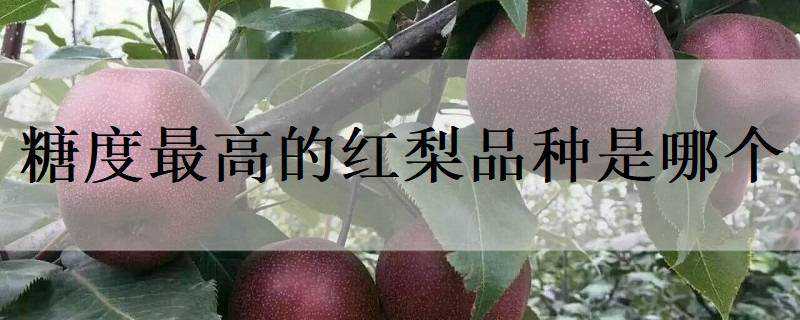 糖度最高的红梨品种是哪个（甜度高的梨品种）