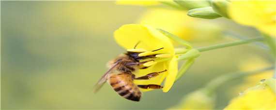 一箱蜂有多少雄蜂才正常 一箱蜜蜂有多少雄蜂
