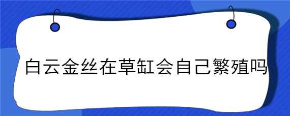 白云金丝在草缸会自己繁殖吗 白云金丝容易繁殖吗