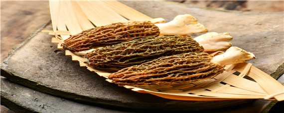 羊肚菌一般长在什么地方（羊肚菌一般生长在哪）