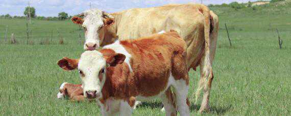黄白花牛是什么品种 黑白花牛是什么品种