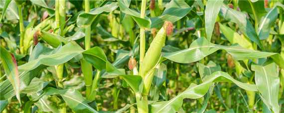 北方玉米最早几月份可以种 北方玉米最早几月份可以种出来