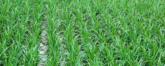 一亩地水稻多少盘秧苗 一亩地水稻多少盘秧苗广西