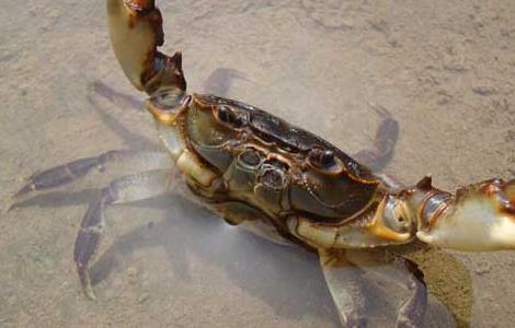 河蟹和青虾混养日常管理技术 螃蟹和对虾混养技术
