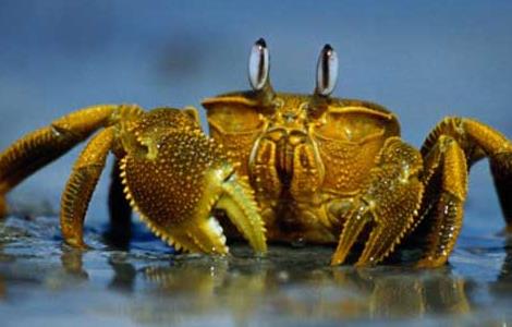 秋季河蟹死亡的原因 河蟹死了什么特征