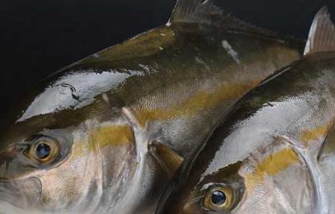 鲢鱼的营养价值 花鲢鱼和白鲢鱼的营养价值