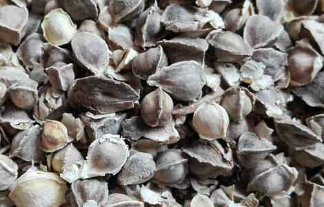 辣木籽可以长期吃吗