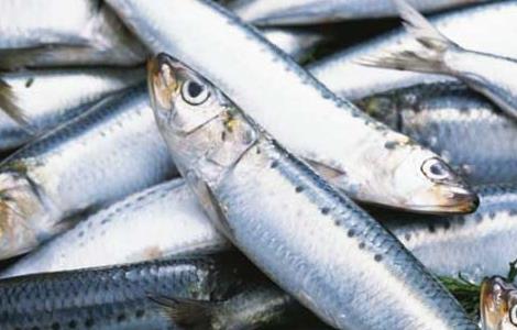 沙丁鱼的营养价值 沙丁鱼的营养价值及功效