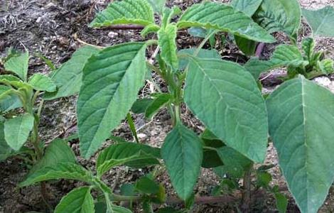 野苋菜孕妇能吃吗（野苋菜孕妇能吃吗早期）