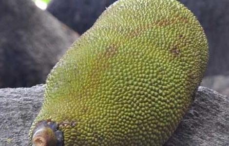 菠萝蜜怎么剥开 菠萝蜜怎么剥开的