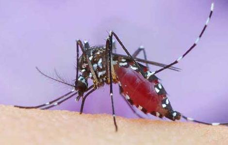 为什么蚊子喜欢咬你 为什么蚊子喜欢咬你土味情话