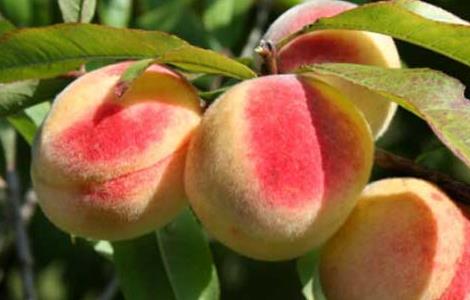 桃子不能和什么一起吃 桃子不能和什么一起吃 桃与7种食物相克