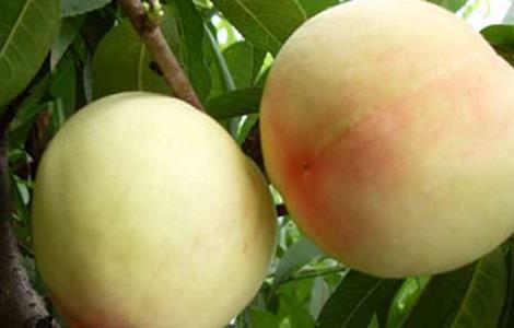 桃子是凉性还是热性 水果桃子是凉性还是热性