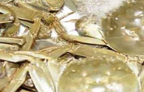 秋季河蟹死亡的原因及预防措施