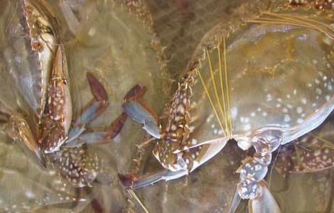 梭子蟹的日常管理 梭子蟹的日常管理方法