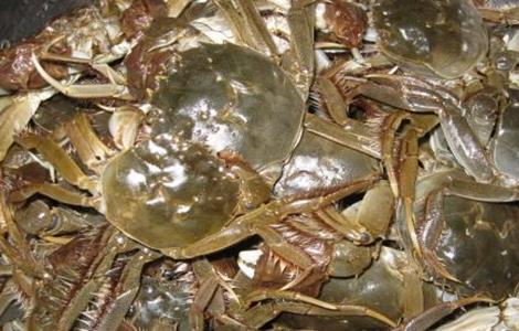 河蟹养殖的几大误区 河蟹养殖的几大误区是什么