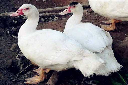 番鸭吃什么饲料 番鸭喜欢吃什么青饲料