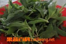 野菜扫帚菜怎么吃好（野菜扫帚菜怎么吃好吃）