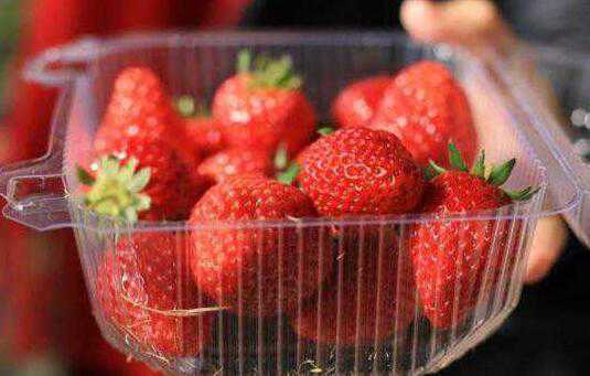 哪些人不宜吃草莓 吃草莓的禁忌有哪些