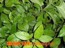 白子菜的功效和作用（白子菜的功效和作用及禁忌）