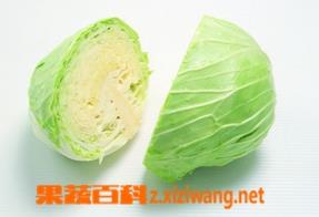 卷心菜 卷心菜传入中国的两条途径