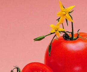 河南信阳有种植露天番茄的吗 河南信阳有种植露天番茄的吗