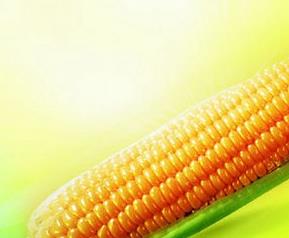 玉米须的药理作用 玉米须的药理作用与功效