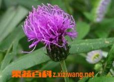 刺儿菜图片和功效作用（刺儿菜图片和药用价值）